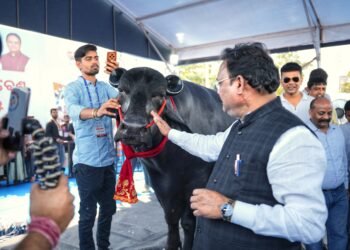 ଆକର୍ଷଣର କେନ୍ଦ୍ର ମଇଁଷି ଷଣ୍ଢ ‘ଭୀମ’