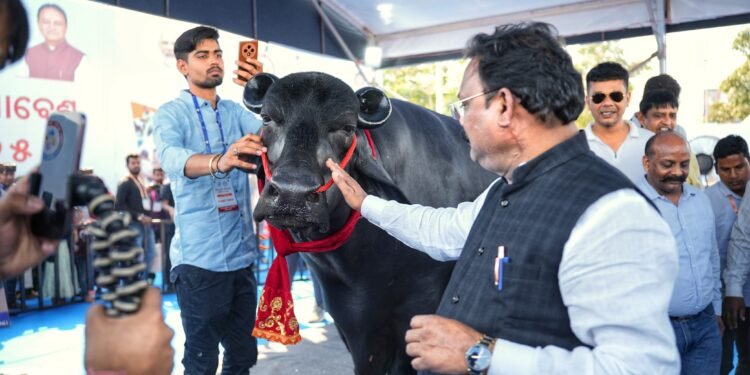 ଆକର୍ଷଣର କେନ୍ଦ୍ର ମଇଁଷି ଷଣ୍ଢ ‘ଭୀମ’