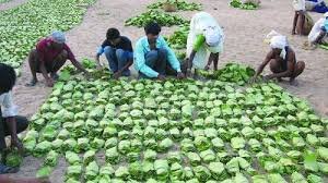 କେନ୍ଦୁପତ୍ର ହିତାଧିକାରୀଙ୍କୁ ବଡ ଉପହାର ଦେଲେ ସରକାର