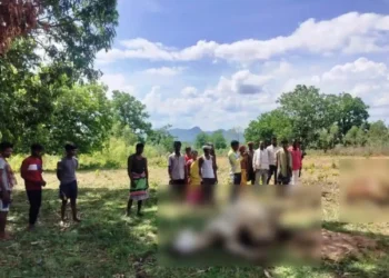 ବିଦ୍ୟୁତ ତାର ସଂସ୍ପର୍ଶରେ ଆସି ୨ ବଳଦ ମୃତ