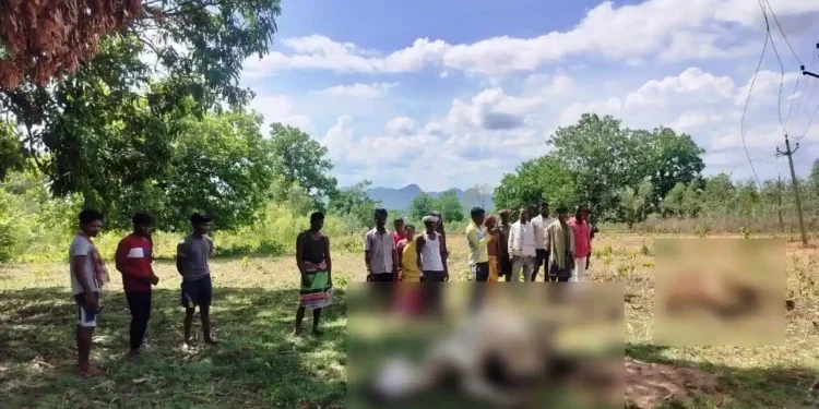 ବିଦ୍ୟୁତ ତାର ସଂସ୍ପର୍ଶରେ ଆସି ୨ ବଳଦ ମୃତ