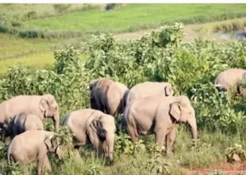 ନିୟମଗିରି ପାହାଡ଼ରେ ହାତୀପଲ; ଲୋକେ ଭୟଭୀତ