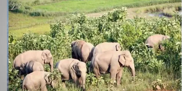 ନିୟମଗିରି ପାହାଡ଼ରେ ହାତୀପଲ; ଲୋକେ ଭୟଭୀତ