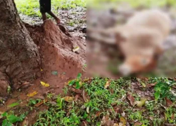 ବଜ୍ରାଘାତରେ ୨ ବଳଦ ମୃତ