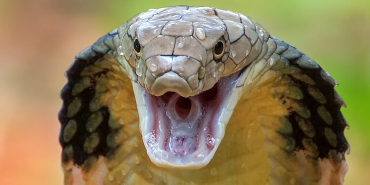 ସାପ କାମୁଡ଼ାରେ ନାବାଳକ ମୃତ