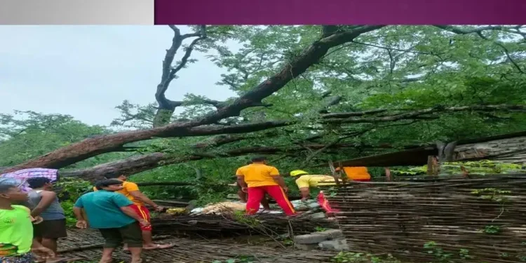 ଗଛ ପଡି ଭାଙ୍ଗିଲା ଘର; ଭୁଶୁଡିଲା କାନ୍ଥ, ରାସ୍ତା ଅବରୋଧ