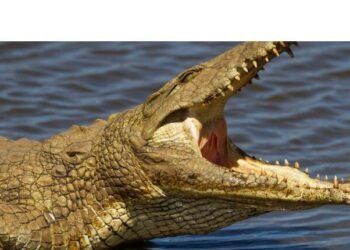 ଗାଁ ଦାଣ୍ଡରେ ବୁଲୁଛି କୁମ୍ଭୀର