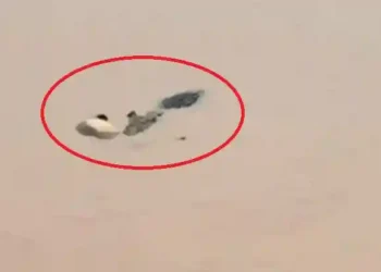 ବୈତରଣୀ ନଦୀ ପଠାରୁ ଗାଈକୁ ଝାମ୍ଫିନେଲା କୁମ୍ଭୀର