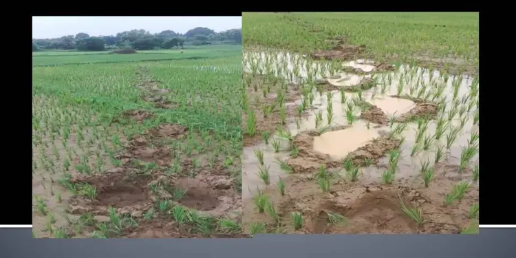 ଗାଁ ମୁହାଁ ହାତୀ; ଚିନ୍ତାରେ ଧାନ ଚାଷୀ