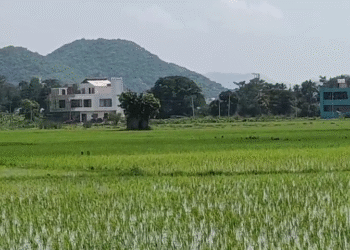 ଗଜପତି ଜିଲାରେ ଚାଷ ଜମି କାମୁଛି  କୋଠା ବଡୁଛି