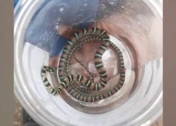 ଜୟପୁରରୁ ଉଡନ୍ତା ସାପ ଉଦ୍ଧାର