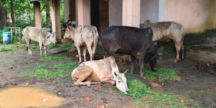 ୨ ପିକ୍ଅପ ଭ୍ୟାନ ଜବତ: ୧୯ ଗୋରୁ ଉଦ୍ଧାର