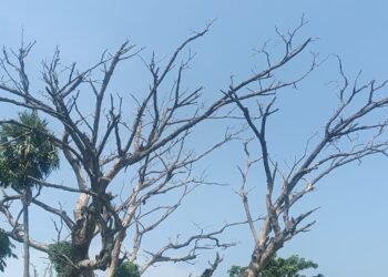 ରାମସାଗର ନିକଟ ରାସ୍ତା କଡରେ ଥିବା ଶୁଖିଲା ଗଛ ଜୀବନ ପାଇଁ ବିପଦ ସୃଷ୍ଟି କଋଛି