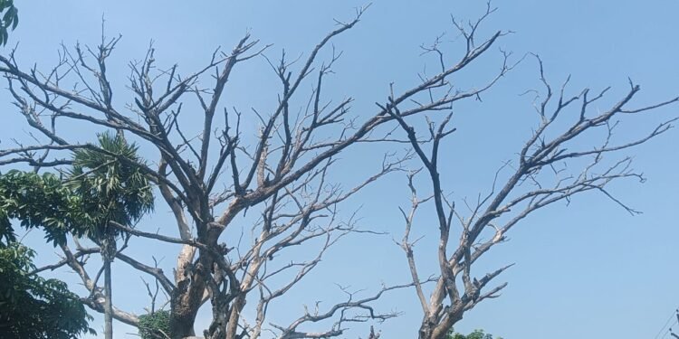 ରାମସାଗର ନିକଟ ରାସ୍ତା କଡରେ ଥିବା ଶୁଖିଲା ଗଛ ଜୀବନ ପାଇଁ ବିପଦ ସୃଷ୍ଟି କଋଛି