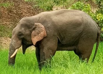 ଦନ୍ତା ଆକ୍ରମଣରେ ବୃଦ୍ଧ ମୃତ