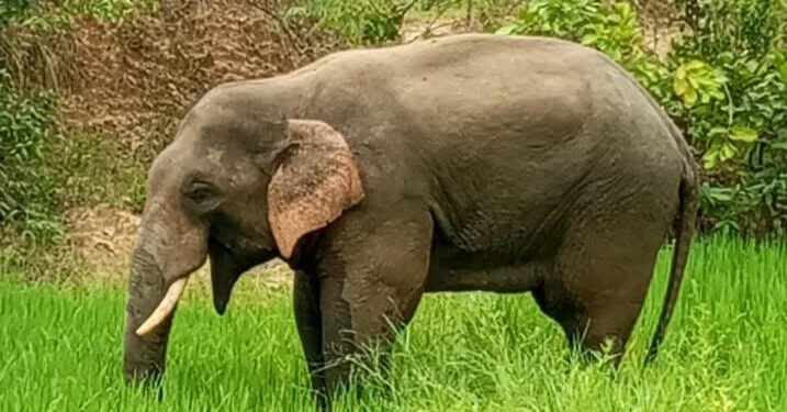 ଦନ୍ତା ଆକ୍ରମଣରେ ବୃଦ୍ଧ ମୃତ