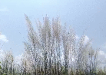 ଆସୁଛି ପାର୍ବଣ,ହସୁଛି କାଶତଣ୍ଡି