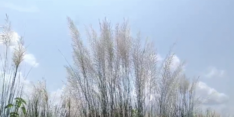 ଆସୁଛି ପାର୍ବଣ,ହସୁଛି କାଶତଣ୍ଡି