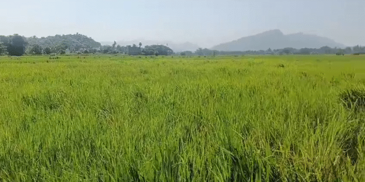 ସାରର କଳାବାଜ।ରି ସହ ଚଢା ଦରରେ ବିକ୍ରି, ଚାଷୀ ।ଅସୁବିଧା ସମ୍ମୁଖୀନ