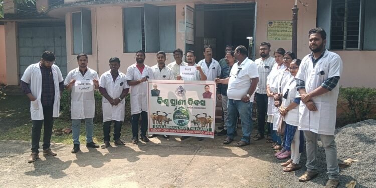 ପ୍ରାଣୀ ଚିକିତ୍ସକ କଳାବ୍ୟାଚ ପିନ୍ଧି କାର୍ଯ୍ୟରତ