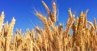 ବିପଣନ ଋତୁ ପାଇଁ ରବି ଫସଲର ସର୍ବନିମ୍ନ ସହାୟକ ମୂଲ୍ୟ ବୃଦ୍ଧି