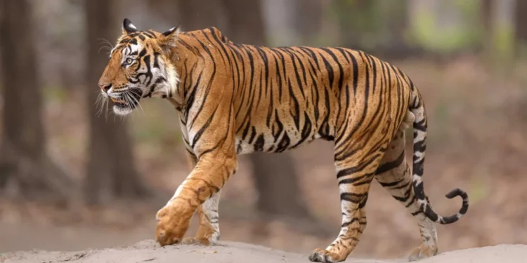 କାମାକ୍ଷାନଗରରେ ପୁଣି ବାଘ ଆତଙ୍କ