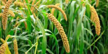 ଜିଲ୍ଲା ସ୍ତରୀୟ ଜନ ଜାତୀୟ ଗୌରବ ଦିବସ ରେ ମିଲଟଶକ୍ତି  ପକ୍ଷରୁ  ଖାଦ୍ୟ ଷ୍ଟଲ