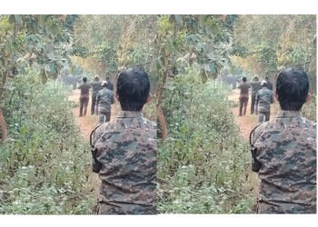 ଅସୁସ୍ଥ ହାତୀକୁ ଟ୍ରାଙ୍କୁଲାଇଜ ପରେ ଚିକିତ୍ସା ଆରମ୍ଭ