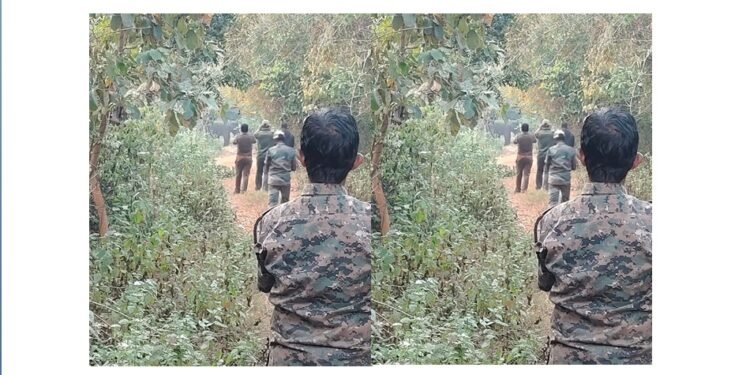 ଅସୁସ୍ଥ ହାତୀକୁ ଟ୍ରାଙ୍କୁଲାଇଜ ପରେ ଚିକିତ୍ସା ଆରମ୍ଭ